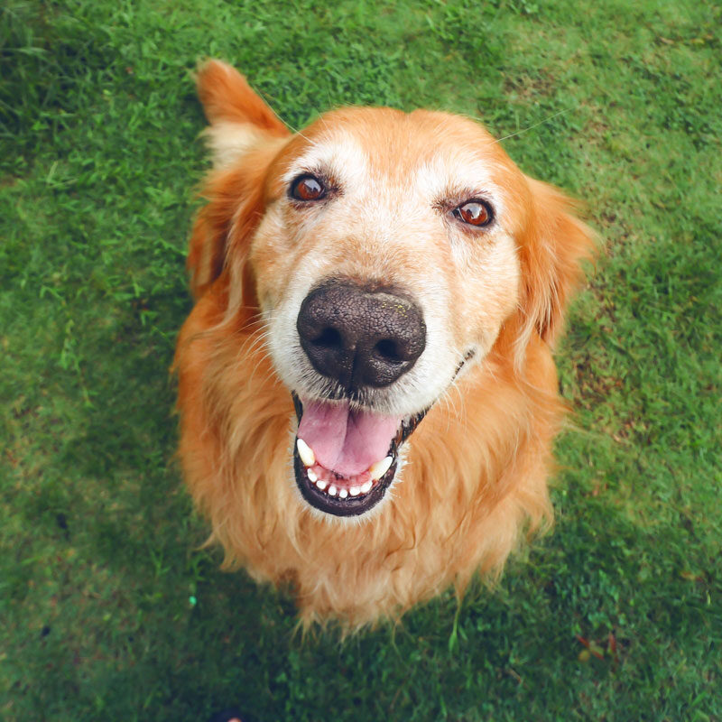 Cepillarse los dientes los animales