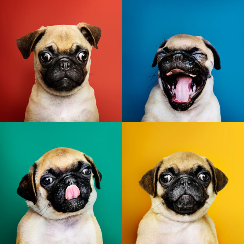 ¿Tienen que lavarse los dientes nuestras mascotas?